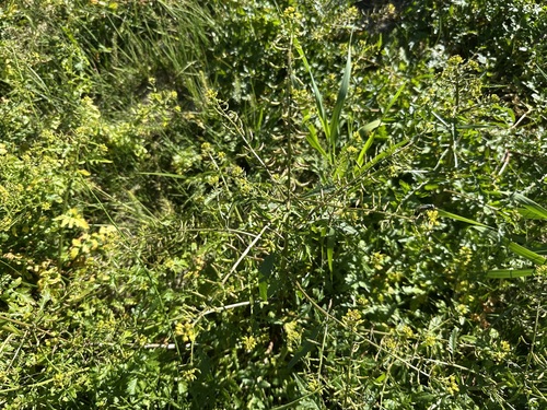 Bog Yellowcress