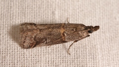 Acrobasis obliqua