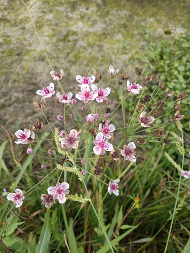 Flowering-rush
