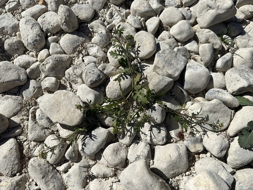 Erucastrum supinum