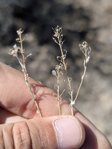 Alyssum turkestanicum observed 2026-09-03