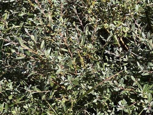 Salix repens