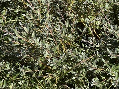 Salix repens