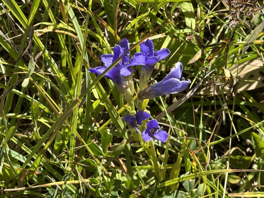 Gentianopsis ciliata; photograph (c) Jason Grant, some rights reserved (CC BY)