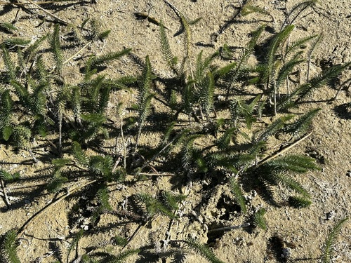 Hippuris vulgaris