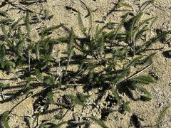 Hippuris vulgaris
