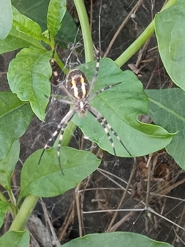 Wasp Spider