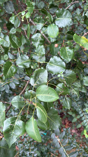 Callery pear