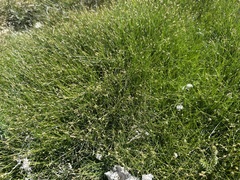 Eleocharis acicularis
