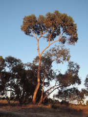 Eucalyptus leucoxylon stephaniae