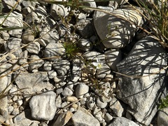 Sagina nodosa