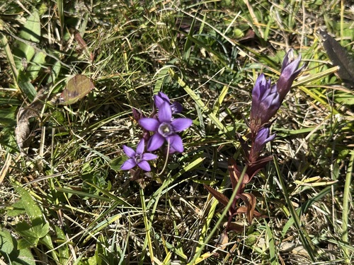 Gentianella germanica