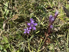 Gentianella germanica