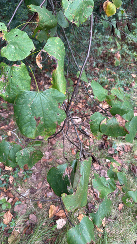 eastern redbud