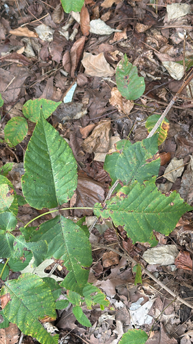 eastern poison ivy