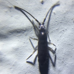 Tomocerus minor