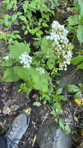 white snakeroot