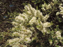 Melaleuca lanceolata lanceolata