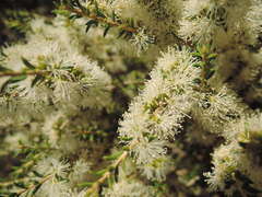 Melaleuca lanceolata lanceolata