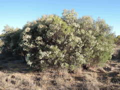 Melaleuca lanceolata lanceolata
