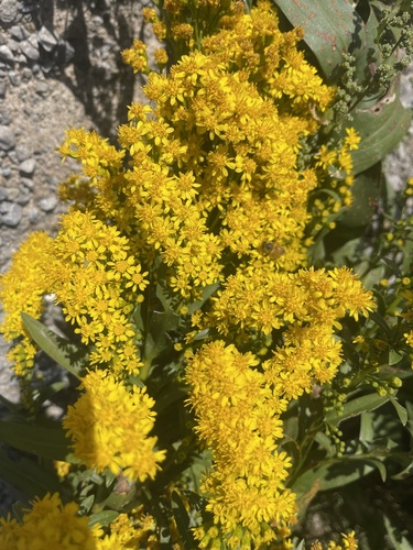 northern seaside goldenrod