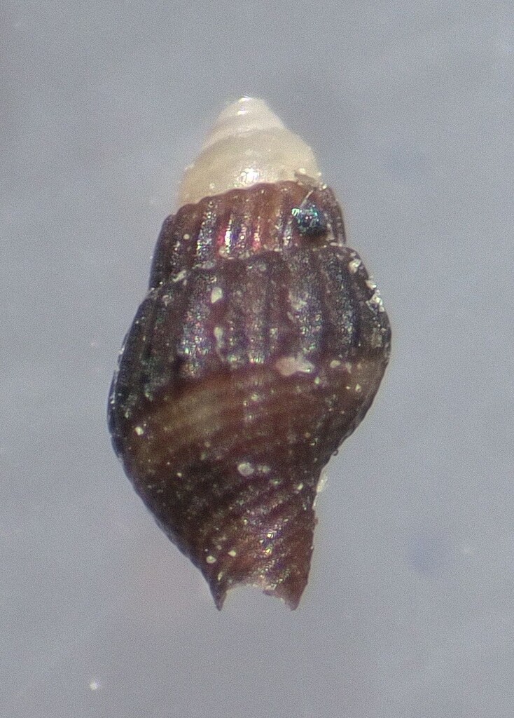 Anachis spadicea