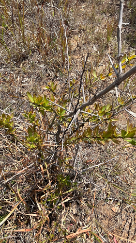 Gymnosporia buxifolia, photograph 4