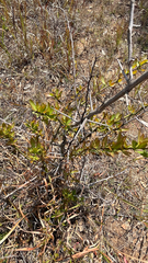 Gymnosporia buxifolia, photograph author not stated, no rights reserved
