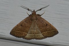 Zanclognatha marcidilinea