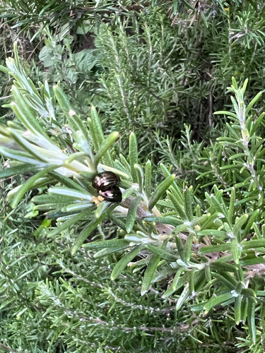 Rosemary Beetle