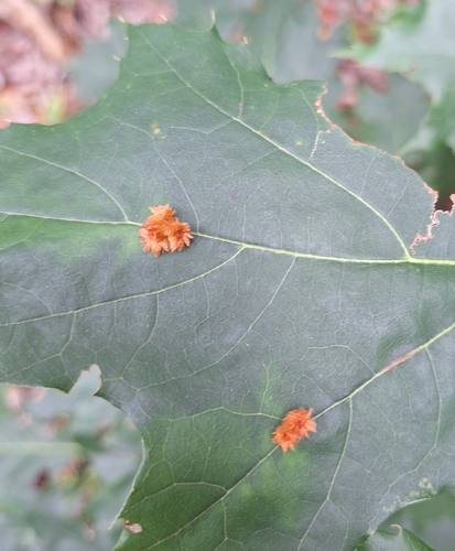 Furry Oak Leaf Gall Wasp