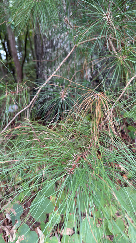 loblolly pine