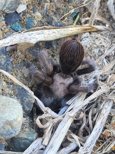Johnny Cash Tarantula