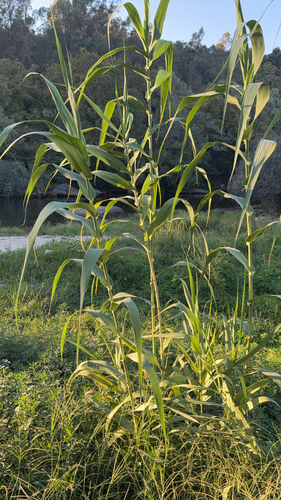 giant reed