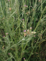 Carduus pycnocephalus