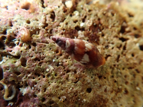 Mitrella scripta observed 2026-09-09