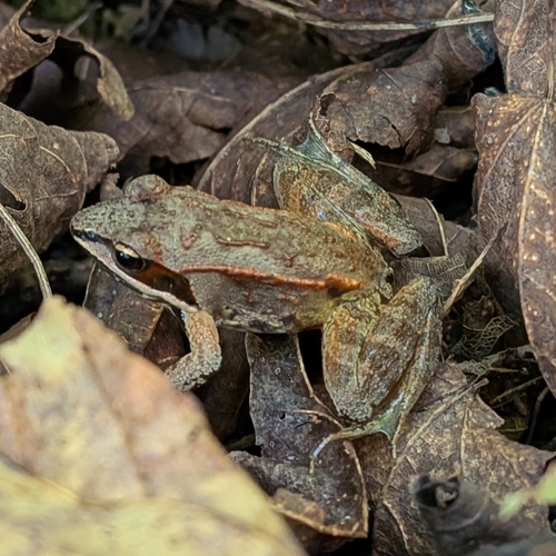 Wood Frog