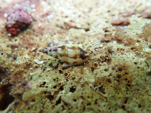 Mitrella scripta observed 2026-09-09
