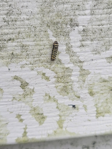 Grapeleaf Skeletonizer Moth