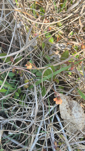 Hermannia depressa