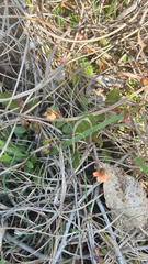 Hermannia depressa