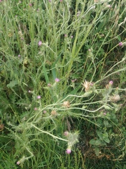 Carduus pycnocephalus