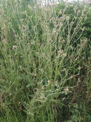 Carduus pycnocephalus