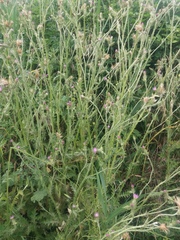 Carduus pycnocephalus