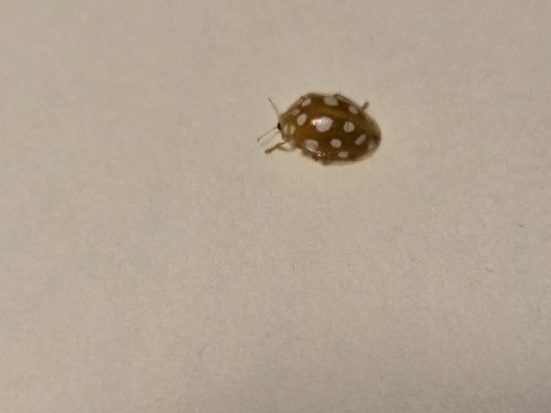 Orange Ladybird