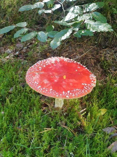 Fly Agaric