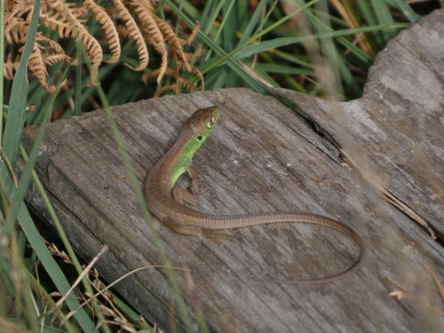 Western Green Lizard