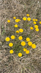 Helichrysum aureum, photograph author not stated, no rights reserved