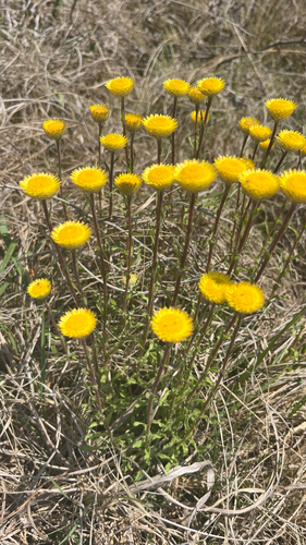 Helichrysum aureum