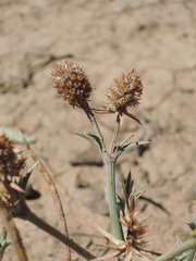 Eryngium paludosum